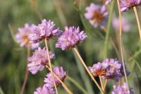Armeria arenaria