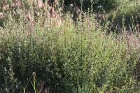 Artemisia campestris