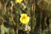 Helianthemum nummularium