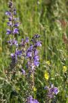 Salvia pratensis