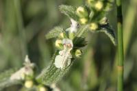 Stachys recta
