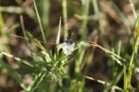 Viola arvensis