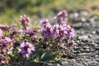Thymus praecox