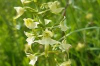 Platanthera chlorantha