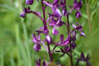 Anacamptis laxiflora
