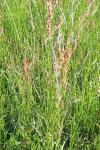 Rumex acetosa