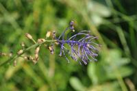 Muscari comosum