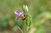 Ophrys apifera