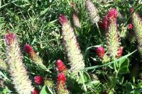 Trifolium incarnatum