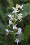 Platanthera chlorantha