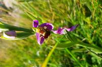 Ophrys apifera