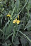 Iris pseudacorus