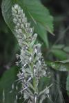 Himantoglossum hircinum