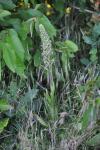 Himantoglossum hircinum