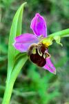 Ophrys apifera