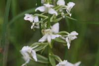 Platanthera chlorantha