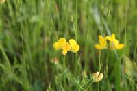 Lotus corniculatus