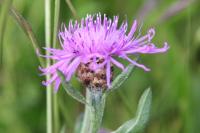 Centaurea jacea