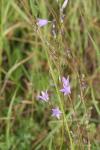 Campanula rapunculus