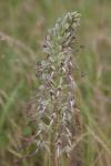 Himantoglossum hircinum