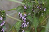 Ballota nigra