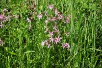 Lychnis flos-cuculi