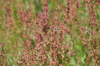 Rumex acetosa