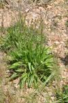 Plantago lanceolata