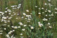 Leucanthemum vulgare