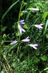 Campanula rapunculus