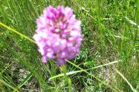 Anacamptis pyramidalis