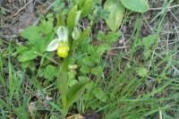 Ophrys apifera