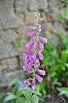 Digitalis purpurea