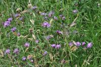 Centaurea jacea