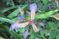 Iris foetidissima
