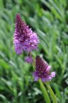 Anacamptis pyramidalis
