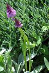 Anacamptis pyramidalis