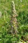 Himantoglossum hircinum