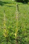 Himantoglossum hircinum