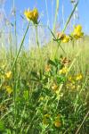 Lotus corniculatus