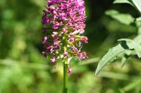 Anacamptis pyramidalis