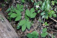 Humulus lupulus