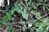 Humulus lupulus