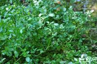 Nasturtium officinale