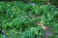 Nasturtium officinale