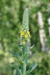 Verbascum thapsus