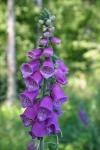Digitalis purpurea
