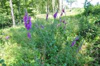 Digitalis purpurea