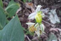 Ophrys apifera