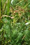 Euphorbia cyparissias